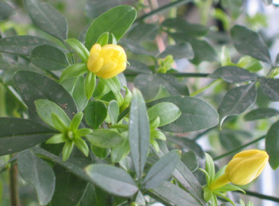 Jasminum_mesnyi_1.jpg