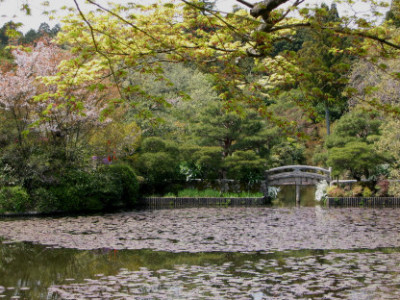 Ryoan-ji.jpg