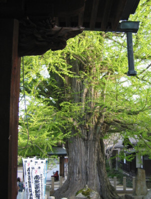 28_Konkubunji_Ginko.jpg