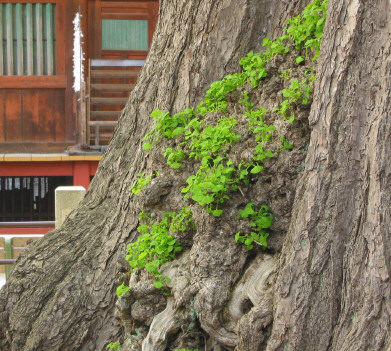 27_Konkubunji_Ginko.jpg