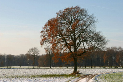 Eiche-Dez-2.jpg