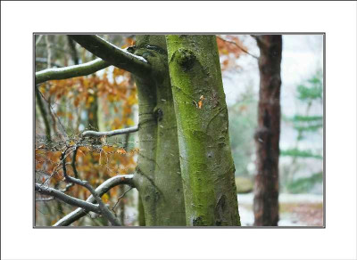 Waldansichten_2_18-12-05.jpg