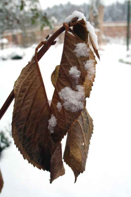 Traurige-Blatt.jpg