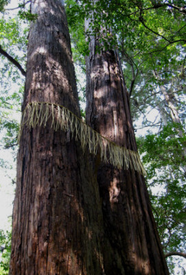 Moosgarten_Kokedera_4.jpg