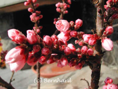 prunus_persica_crimson_bonfire2.jpg