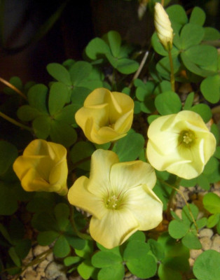 Oxalis_perdicaria_Citrino.jpg