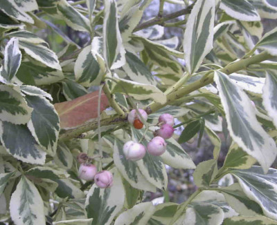 Euonymus_fortuneiRimg0341.JPG