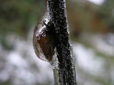 Knospe-im-Winterschlaf.jpg