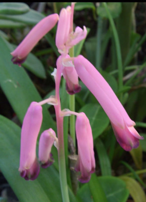 Lachenalia_spec.jpg
