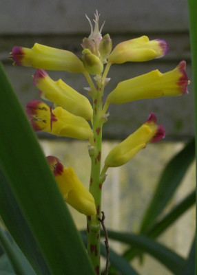Lachenalia_aloides.jpg