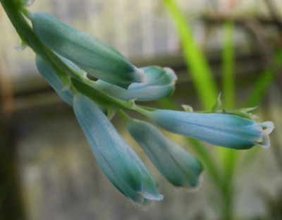Lachenalia_viridiflora_1.jpg