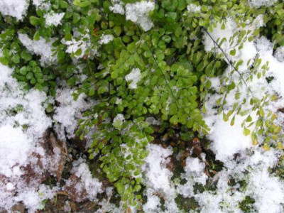 Adiantum-venustum-Dez05.jpg