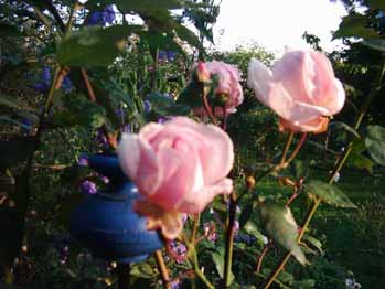 Mme_Fanny_de_Forest_Bluetenb_Ko.jpg