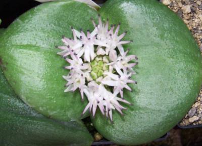 Massonia_echinata_Blute1.jpg