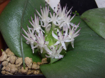 Massonia_echinata_Blute2.jpg