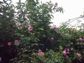Mme_d_Enfert_in_Buddleia_vor_May_Queen_Kopie.jpg