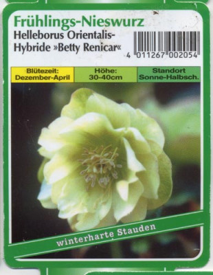 Helleborus_orientalis_Betty_Renicar.jpg