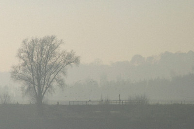 Rhein-Dez-09.jpg