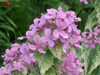 Web_Lunaria_annua.jpg