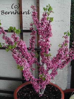 Cercis_chinensis4.jpg