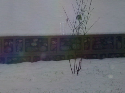 mauer_detail.JPG