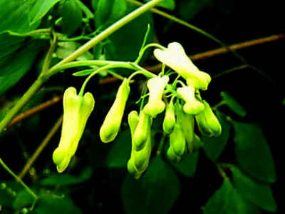 dicentra_scandens_g.jpg