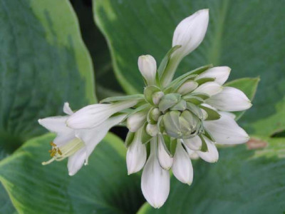 Hosta_Frances_Williams_Blute.jpg