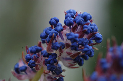 saeckelblume_bluete_4511.jpg