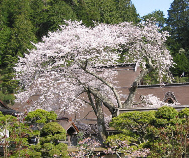 Mt.Koyasan.jpg
