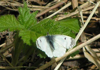 Anthocharis_cardamines_-_Aurorafalter_-w_01.jpg
