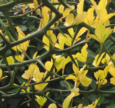 Poncirus_trifoliata_Herbst.jpg