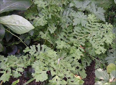 Osmunda_regalis_Cristata.jpg