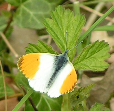 Anthocharis_cardamines_-_Aurorafalter_-m_02.jpg