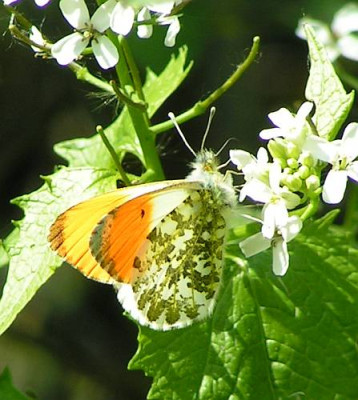 Anthocharis_cardamines_-_Aurorafalter_-m_03.jpg