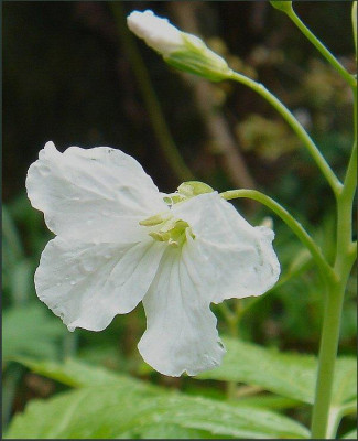 Cardamine_Mo.jpg