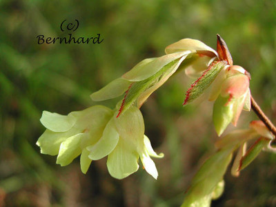 corylopsis_pauciflora.jpg