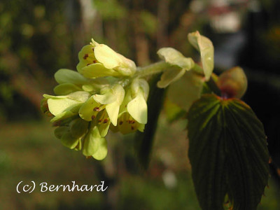 corylopsis_spicata.jpg