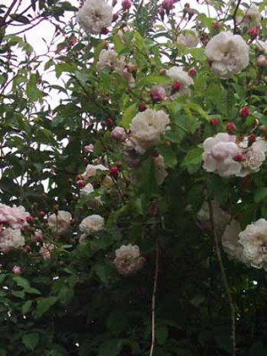 Flora_oder_Adelaide_Kopie.jpg