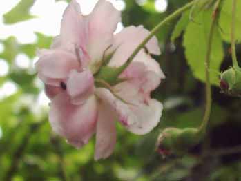 Flora_Calyx_Kopie.jpg