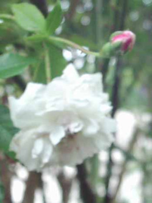 Flora_impressionistisch_2_Kopie.jpg