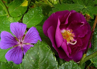 rhapsody_in_blue_k.jpg