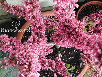 Cercis_chinensis5.jpg