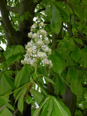 20040502_kastanienblueten.jpg