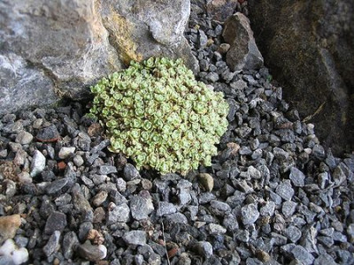 Dionysia_tapetodes.jpg