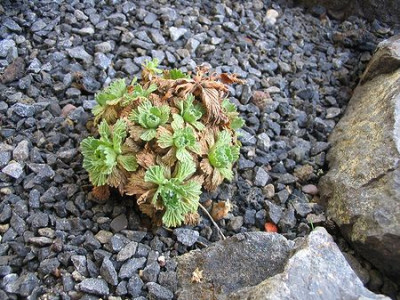 Dionysia_involucrata.jpg