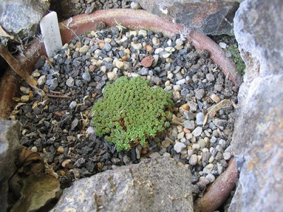 Dionysia_curviflora.jpg