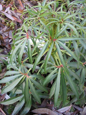 Helleborus_foetidus_rot___h.jpg