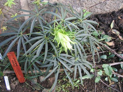 Helleborus_foetidus_normal.jpg
