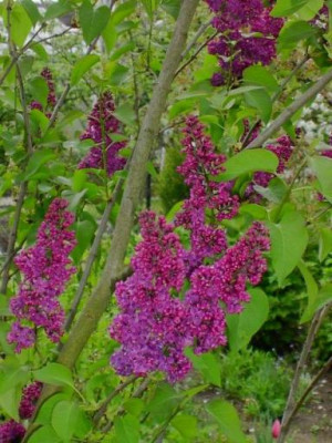 20040502_syringa_vulgaris_lila.jpg