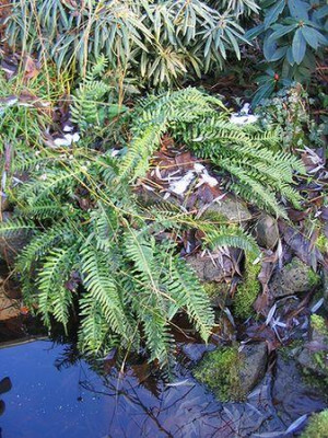 Blechnum_spicant.jpg